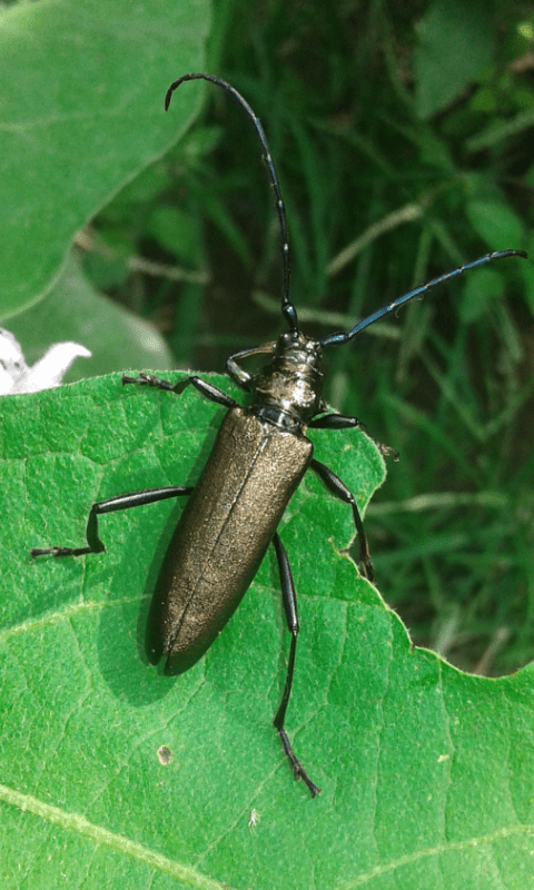 Aromia moschata (Cerambycidae)? S, femmina